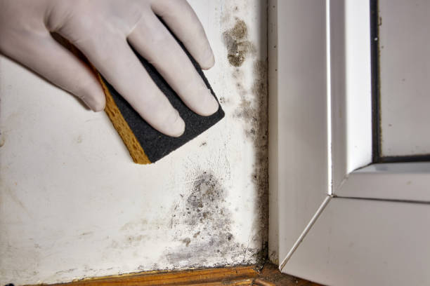 Best Comprehensive Air Testing for Mold Contaminants  in Highland Heights, KY